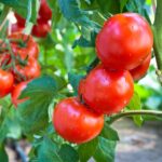 Fresh Organic Tomato