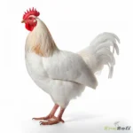 Fresh Farm-Raised Chicken