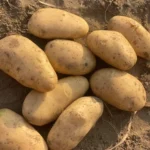 Fresh Organic Jyoti Potato