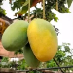 Fresh Himsagar Mango