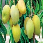 Fresh Langra Mango