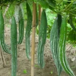 Fresh Snake Gourd